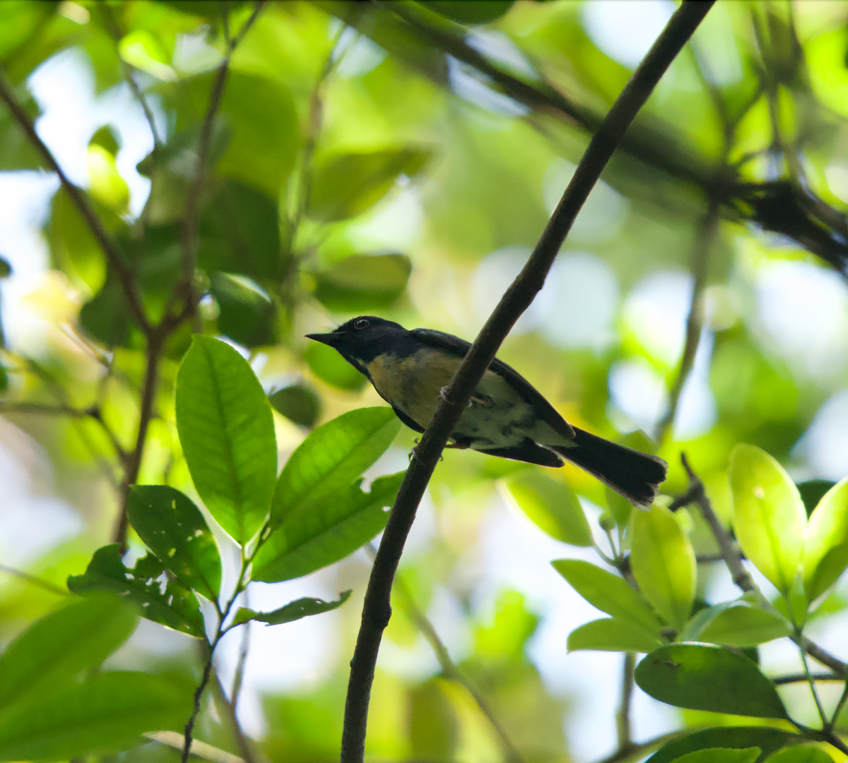 Hainan Blue Flycatcher - ML637309011