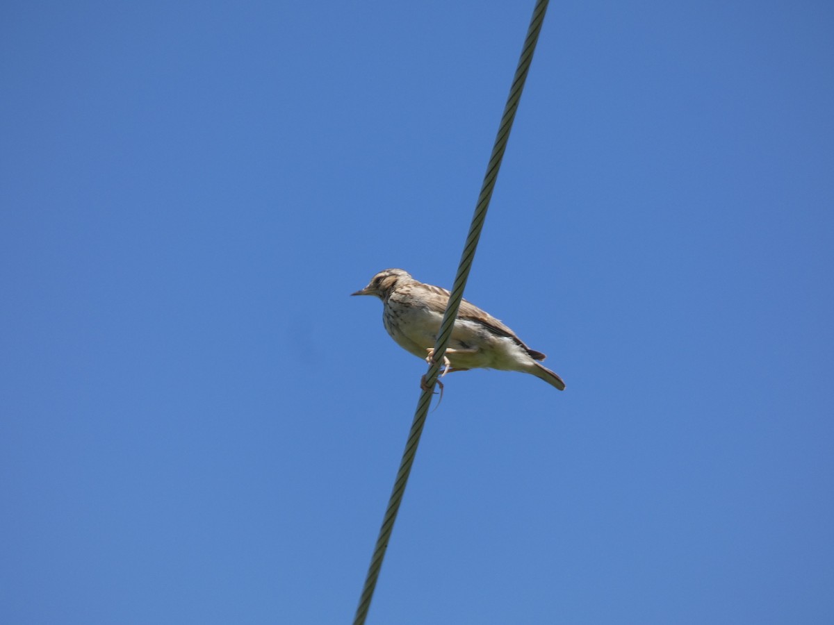 Wood Lark - ML637309059