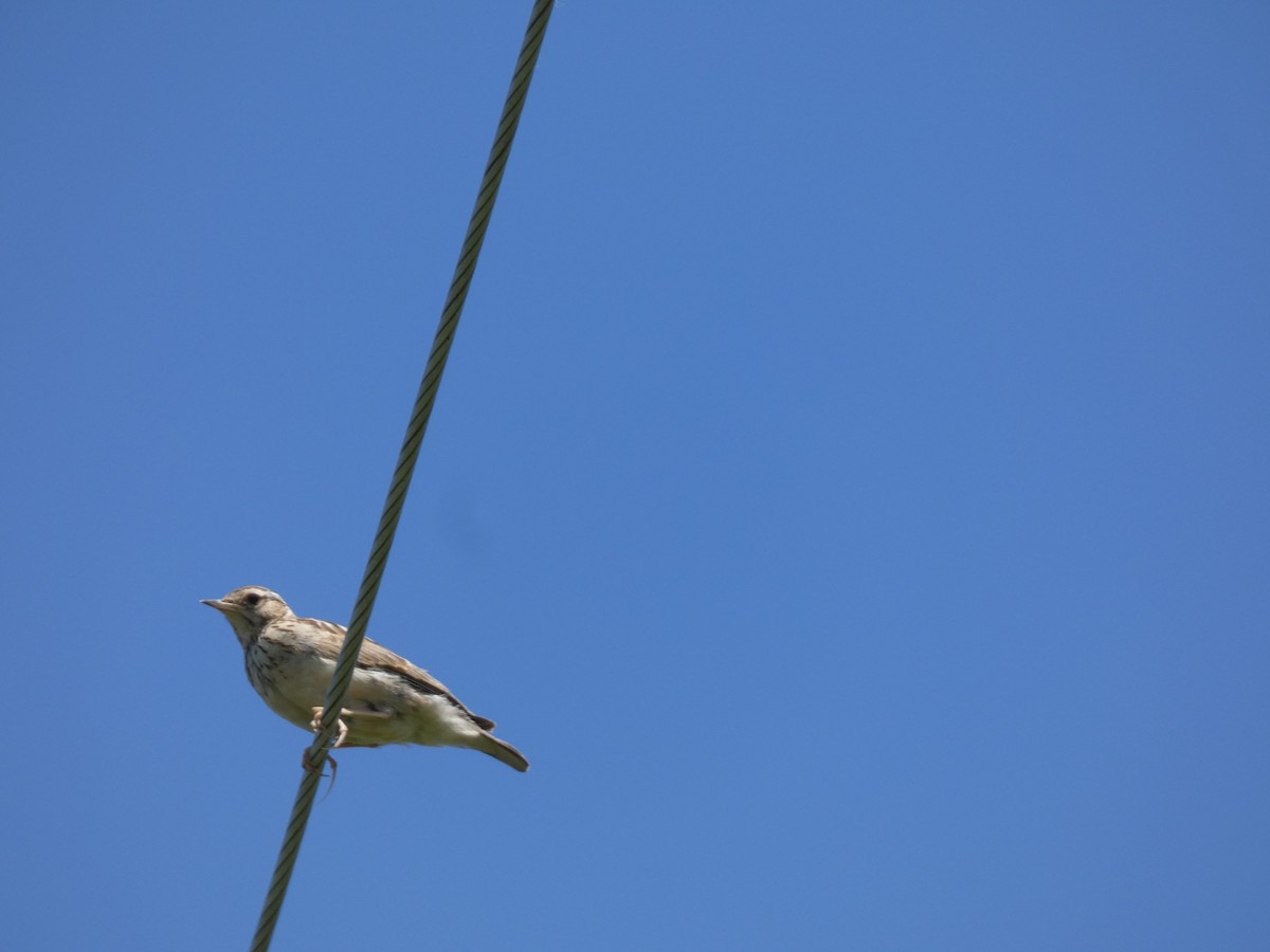 Wood Lark - ML637309060