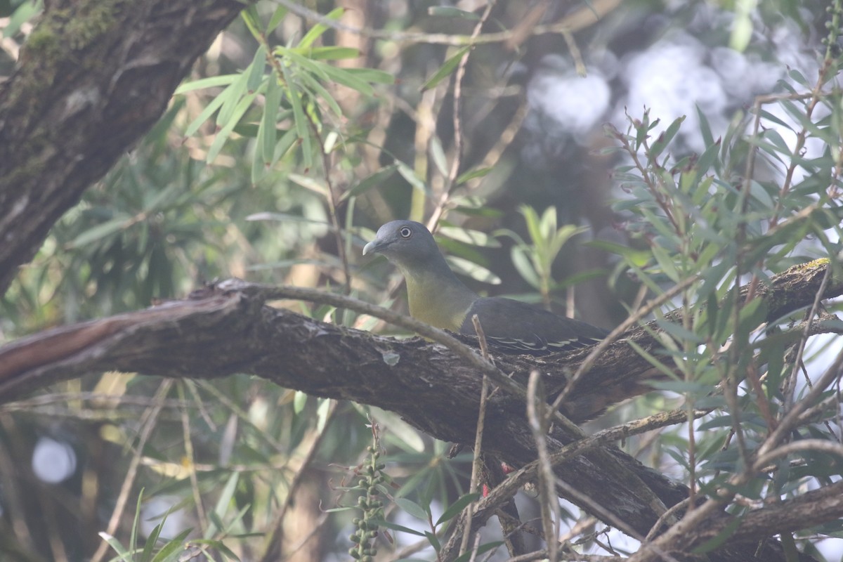 Little Green-Pigeon - ML637309069