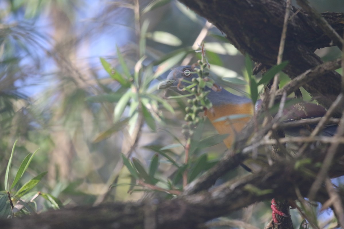 Little Green-Pigeon - ML637309070