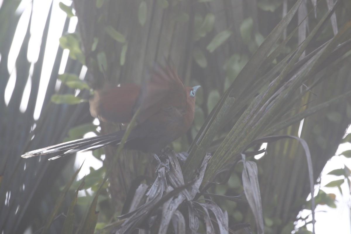 Raffles's Malkoha - ML637309099