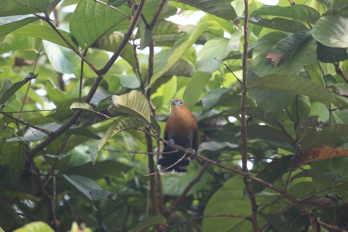 Raffles's Malkoha - ML637309100
