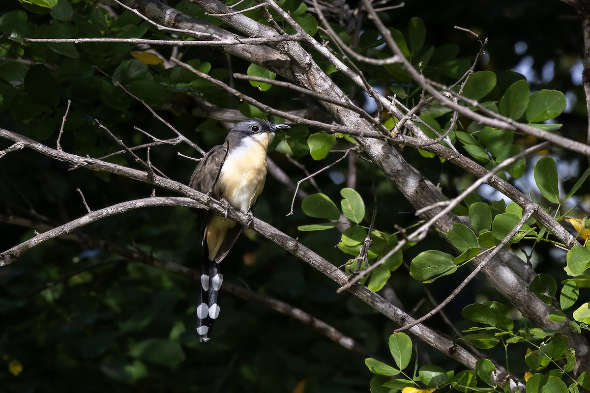 Dark-billed Cuckoo - ML637309115