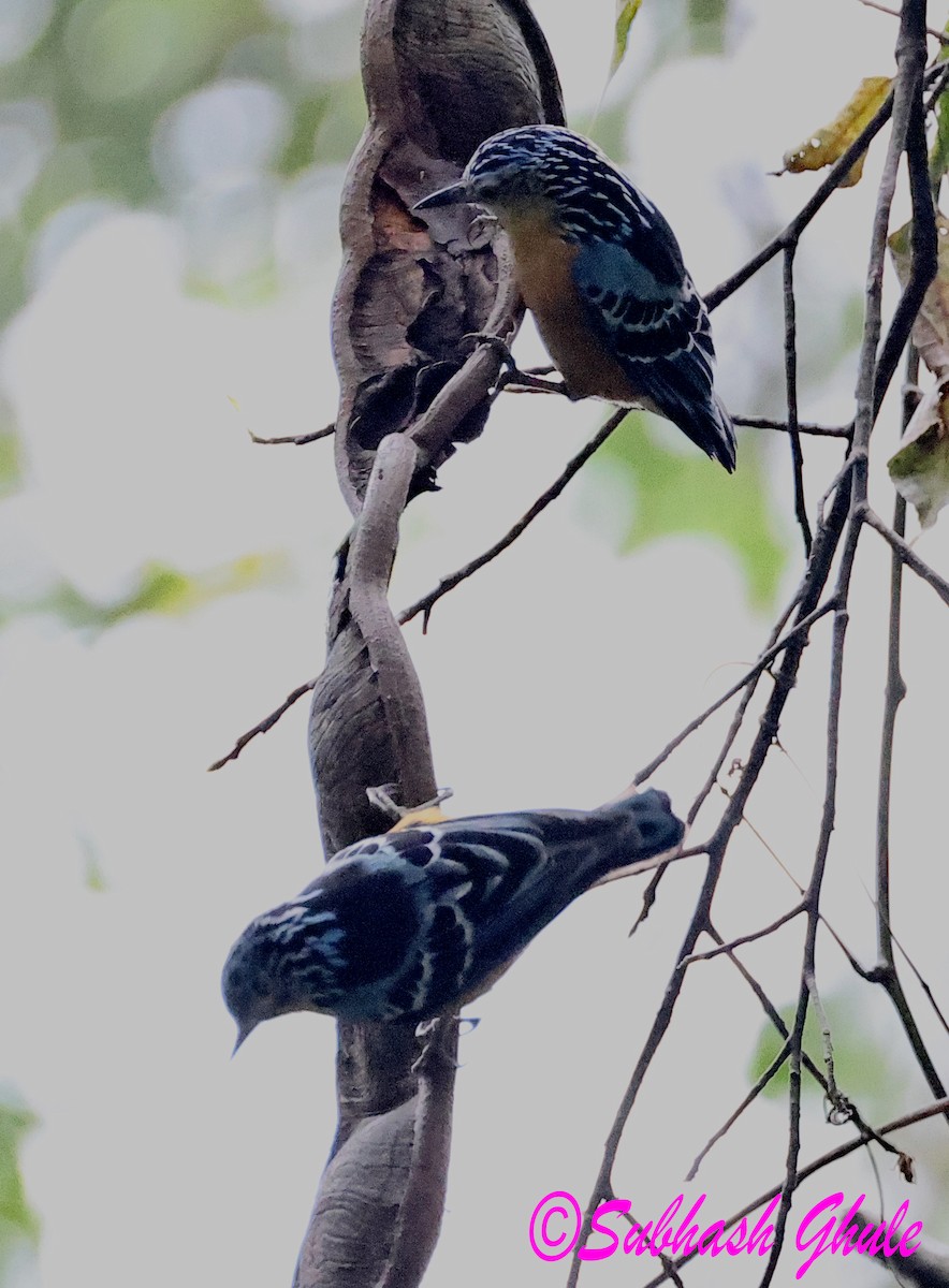 Beautiful Nuthatch - ML637309148