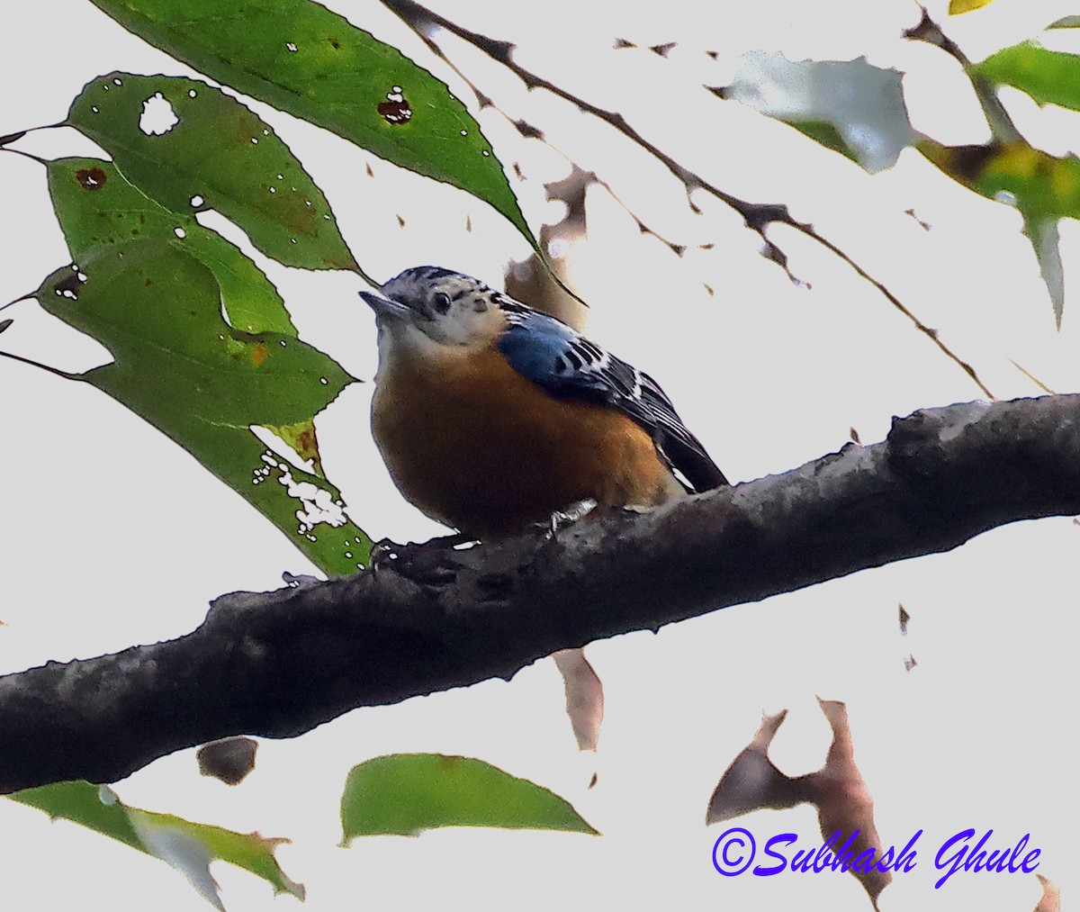 Beautiful Nuthatch - ML637309149