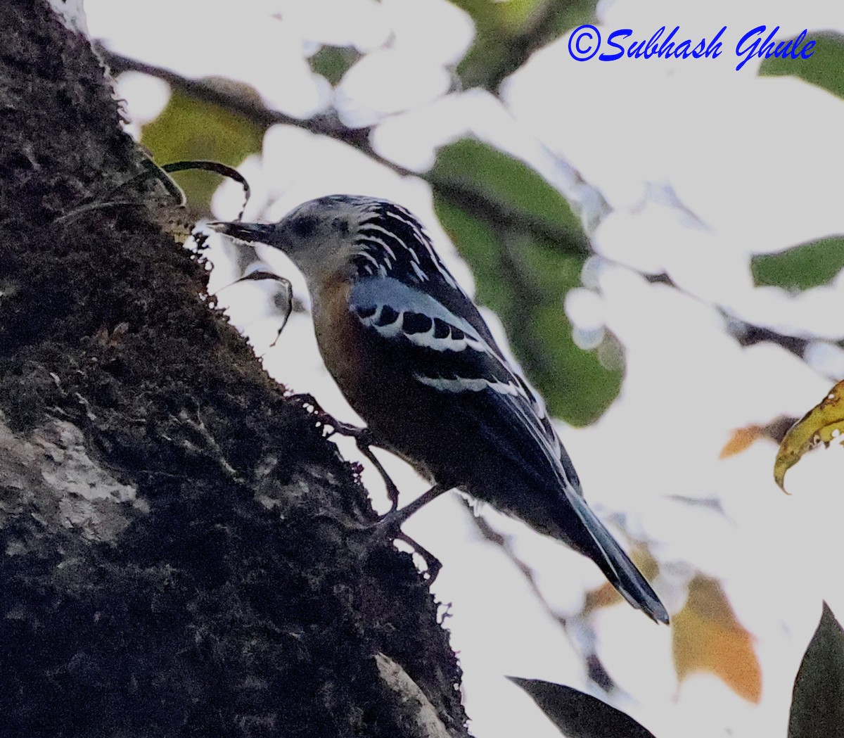 Beautiful Nuthatch - ML637309150