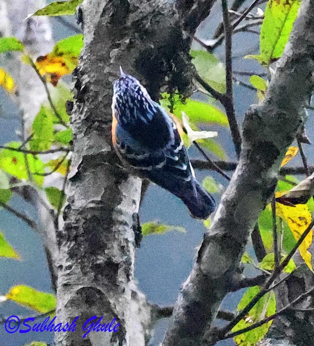 Beautiful Nuthatch - ML637309151