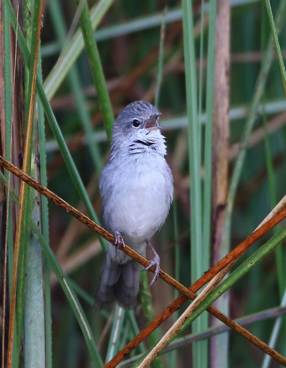 Swamp Grass Babbler - ML637309174