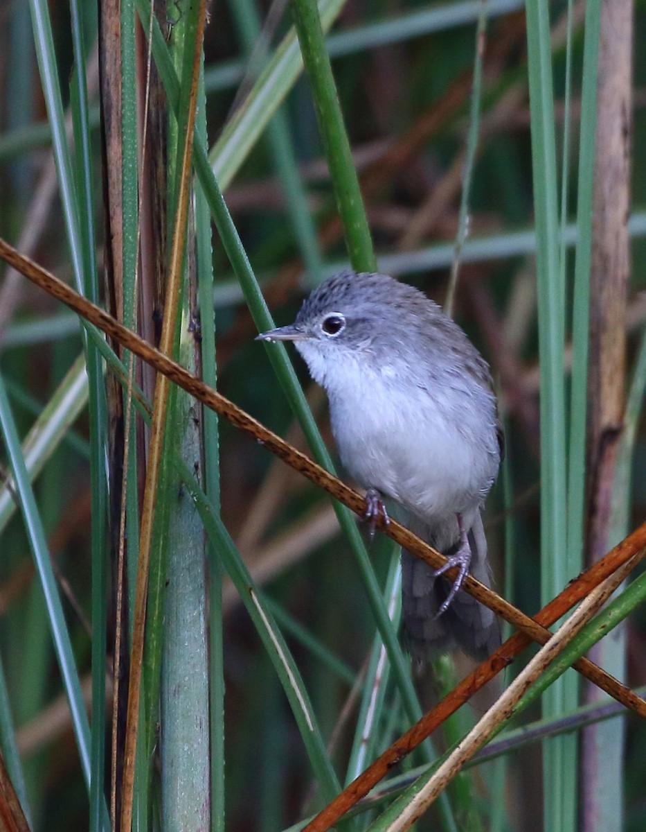 Swamp Grass Babbler - ML637309175