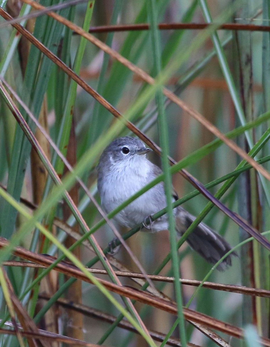 Swamp Grass Babbler - ML637309176