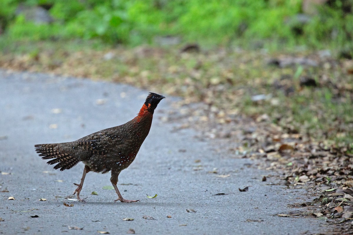 Satyr Tragopan - ML637309198