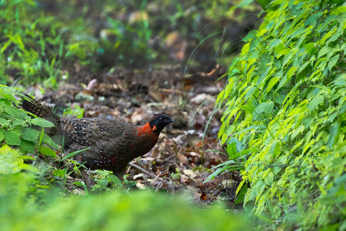 Satyr Tragopan - ML637309202