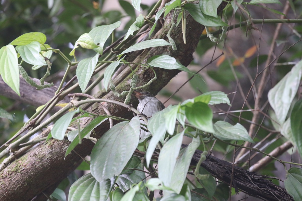 Streaked Bulbul - ML637309208