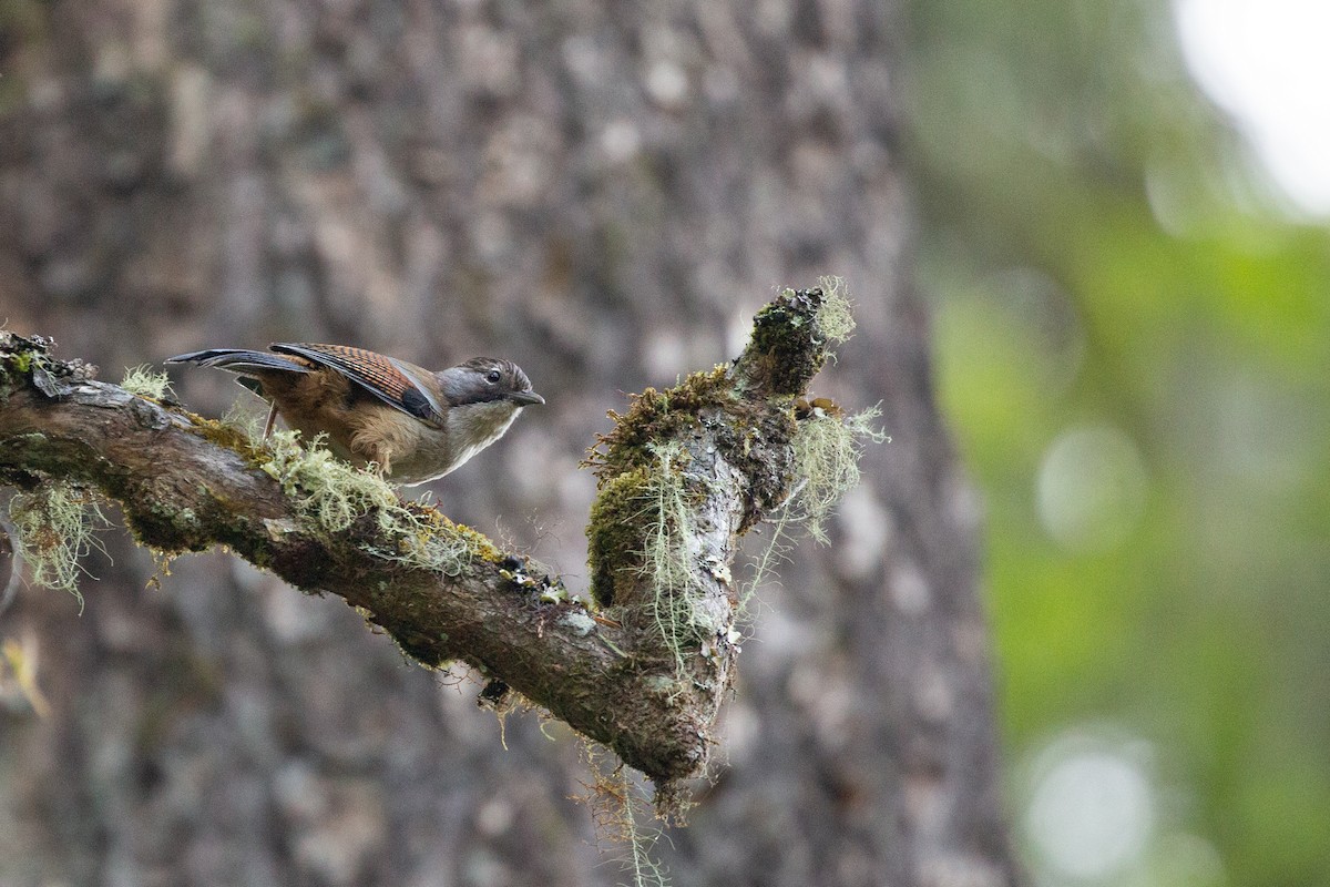 Hoary-throated Barwing - ML637309235