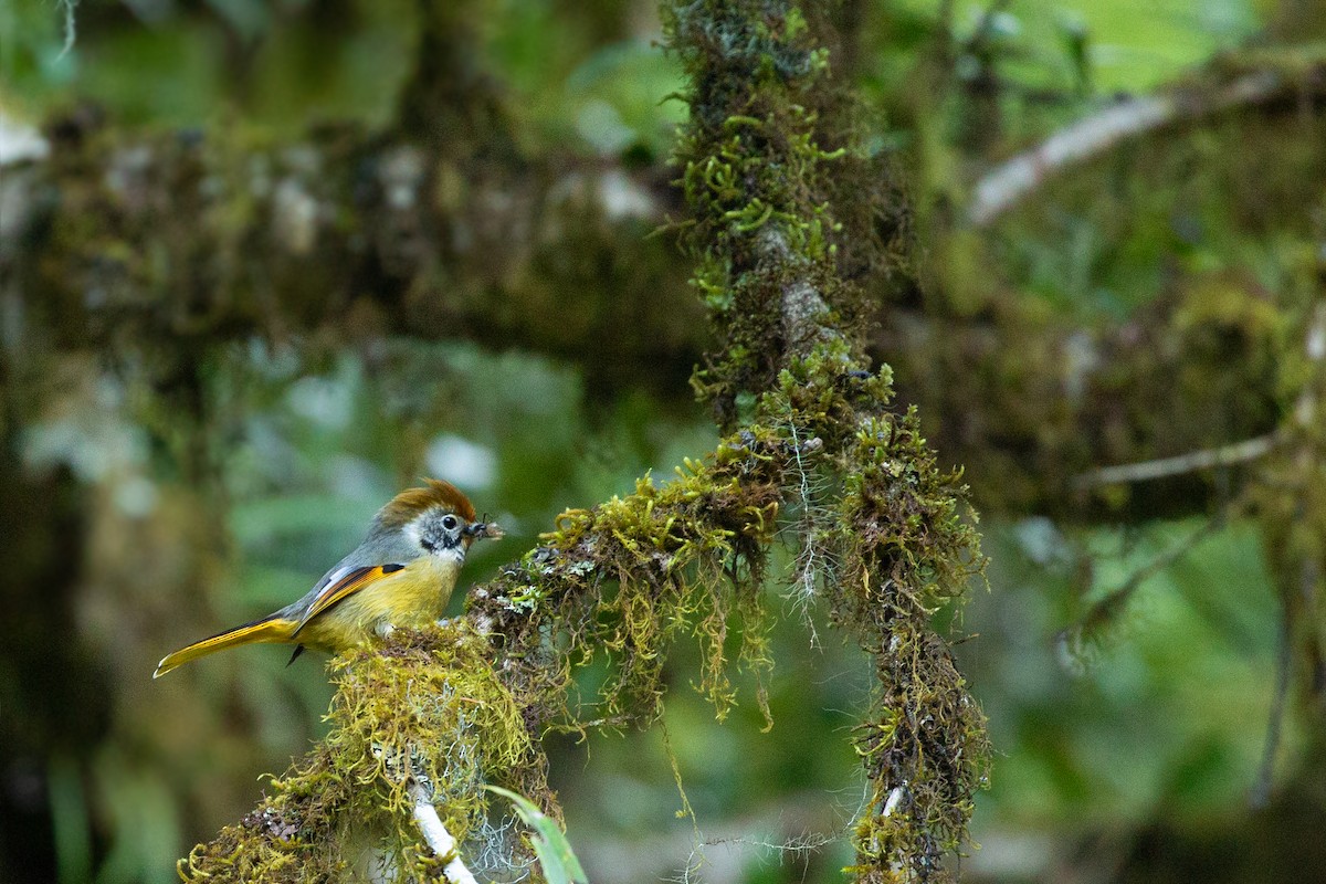 Chestnut-tailed Minla - ML637309239