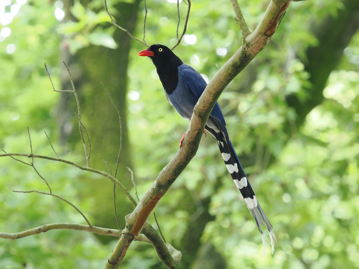 Taiwan Blue-Magpie - ML637309242