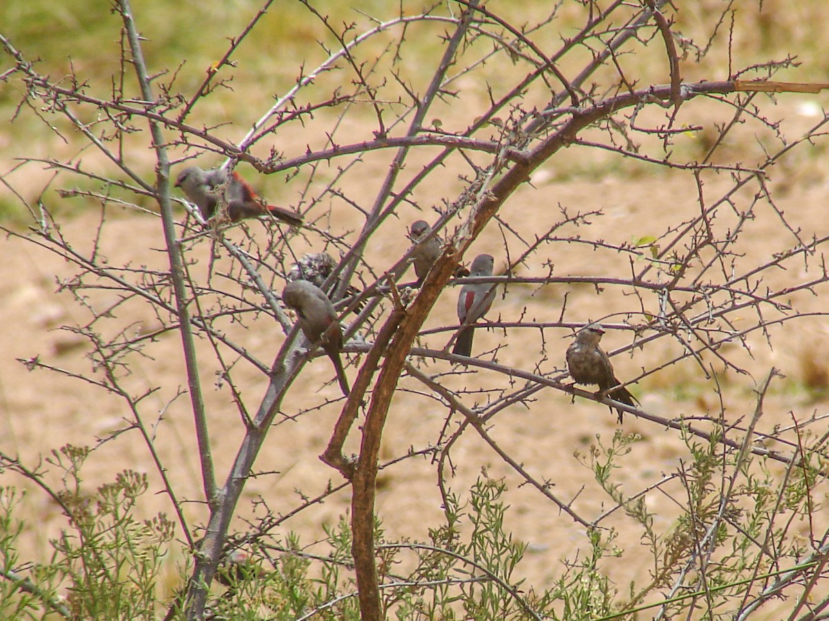 Cinderella Waxbill - ML637309291