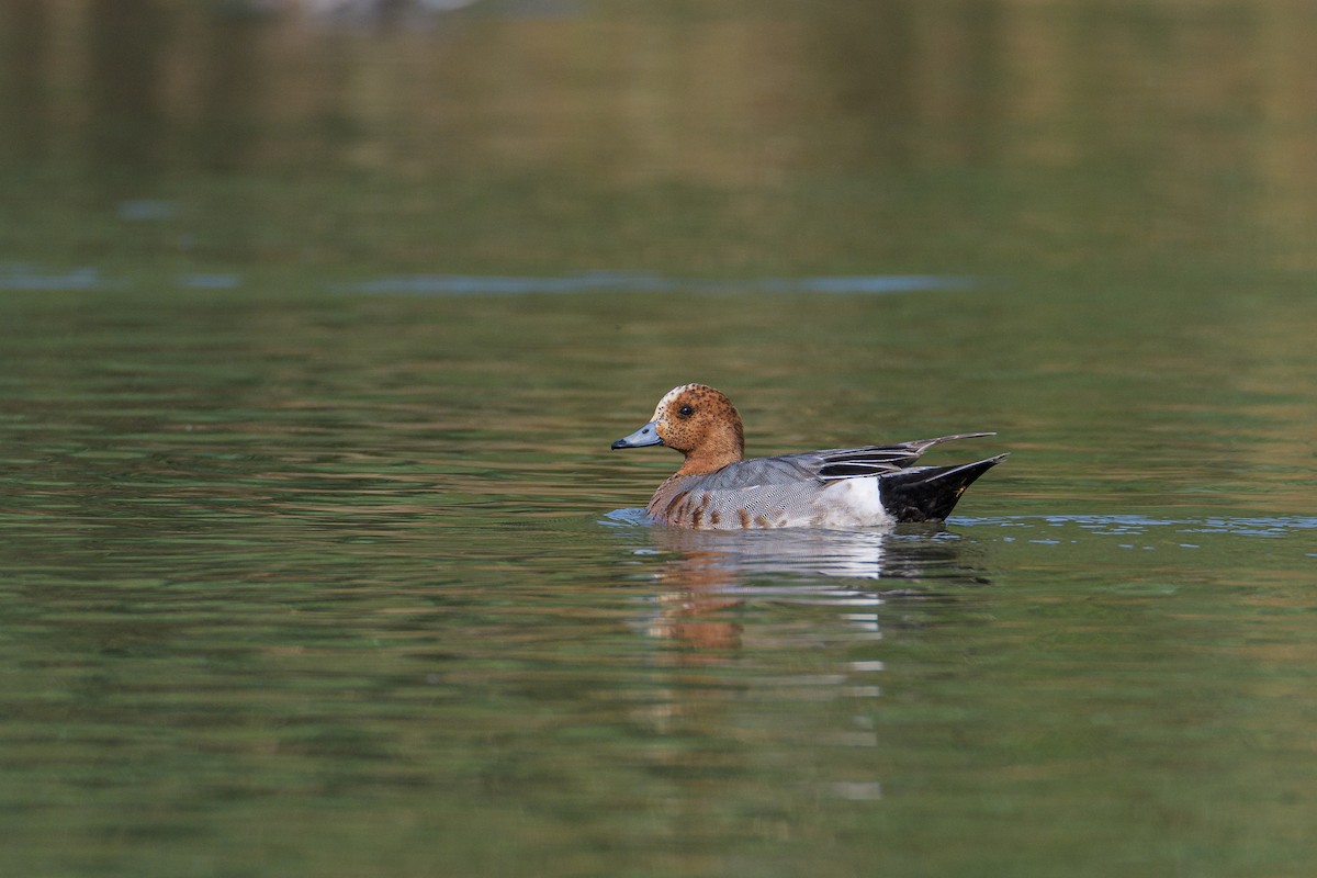 Eurasian Wigeon - ML637309365