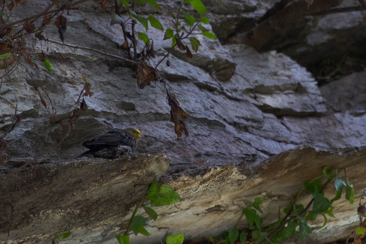Yellow-rumped Honeyguide - ML637309398