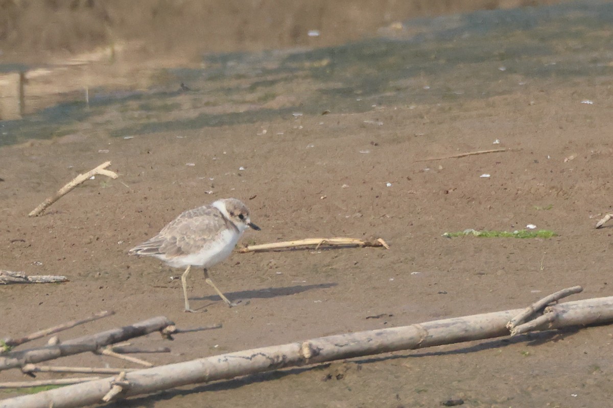 Kentish Plover (Kentish) - ML637309417