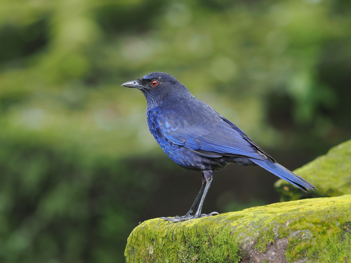 Taiwan Whistling-Thrush - ML637309468