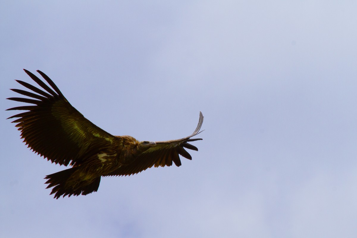 Himalayan Griffon - ML637309531