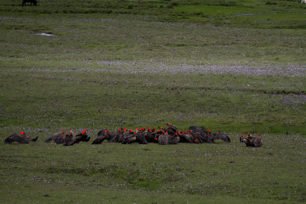 Himalayan Griffon - ML637309536