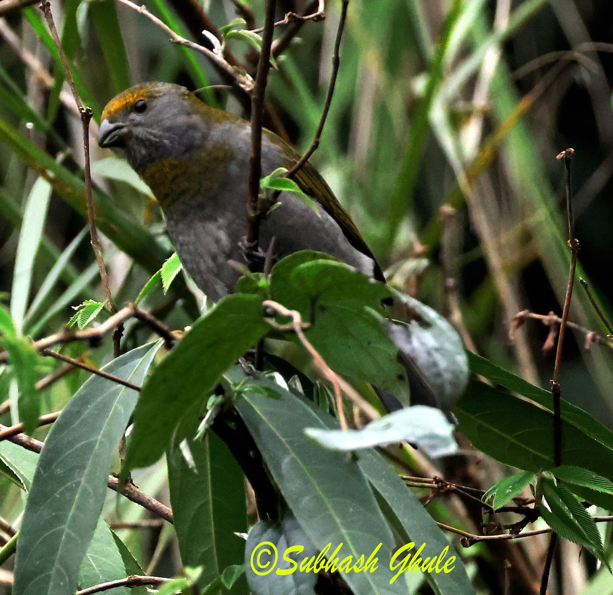 Crimson-browed Finch - ML637309600
