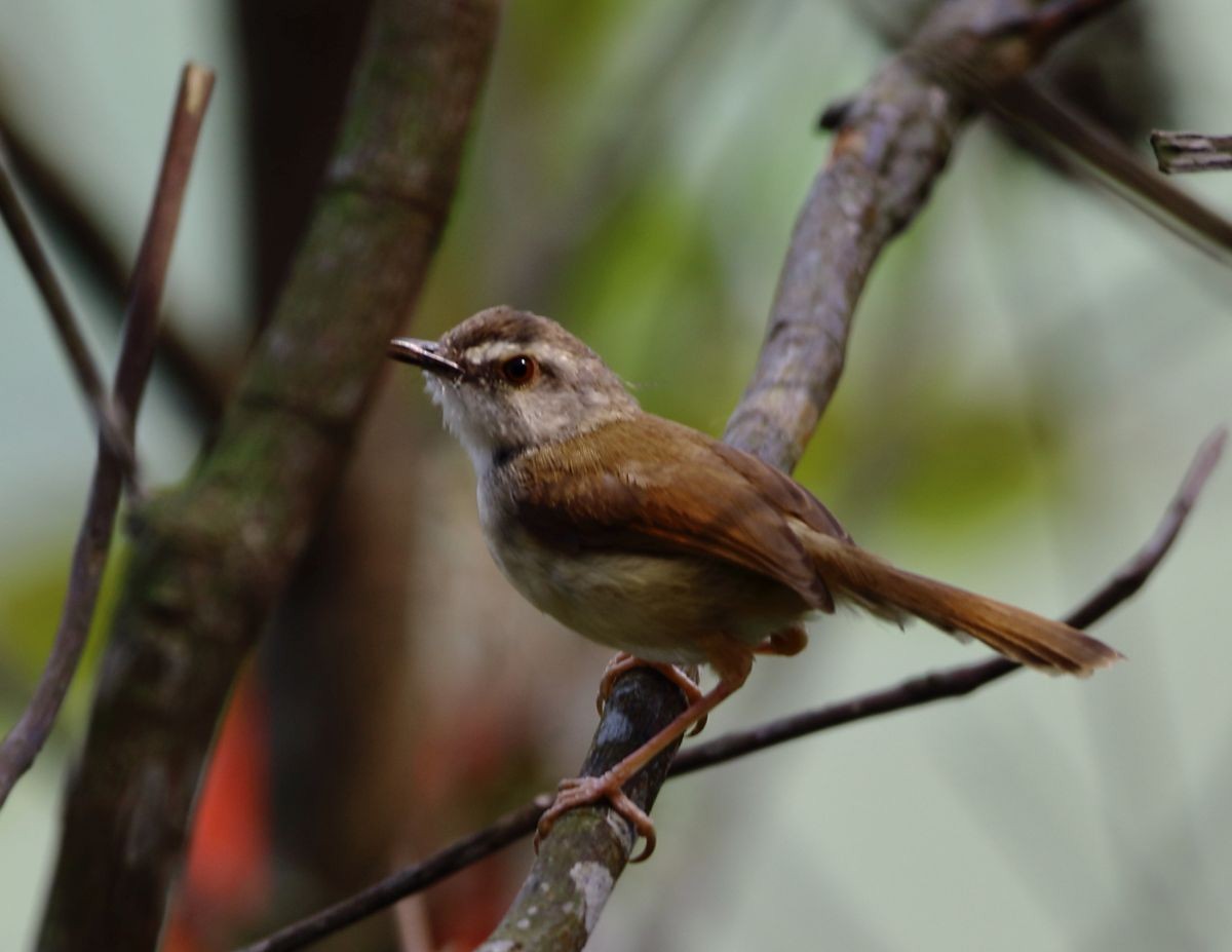 Rufescent Prinia - ML637309611