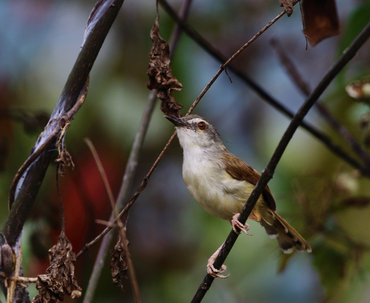 Rufescent Prinia - ML637309612