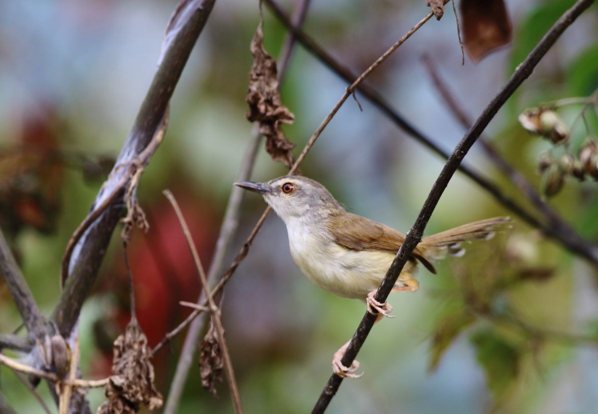 Rufescent Prinia - ML637309613