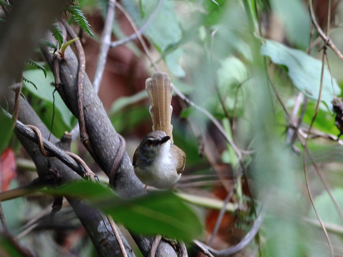 Rufescent Prinia - ML637309614