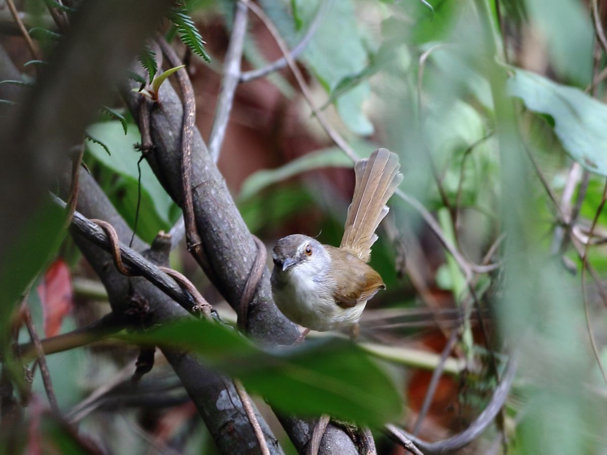 Rufescent Prinia - ML637309615