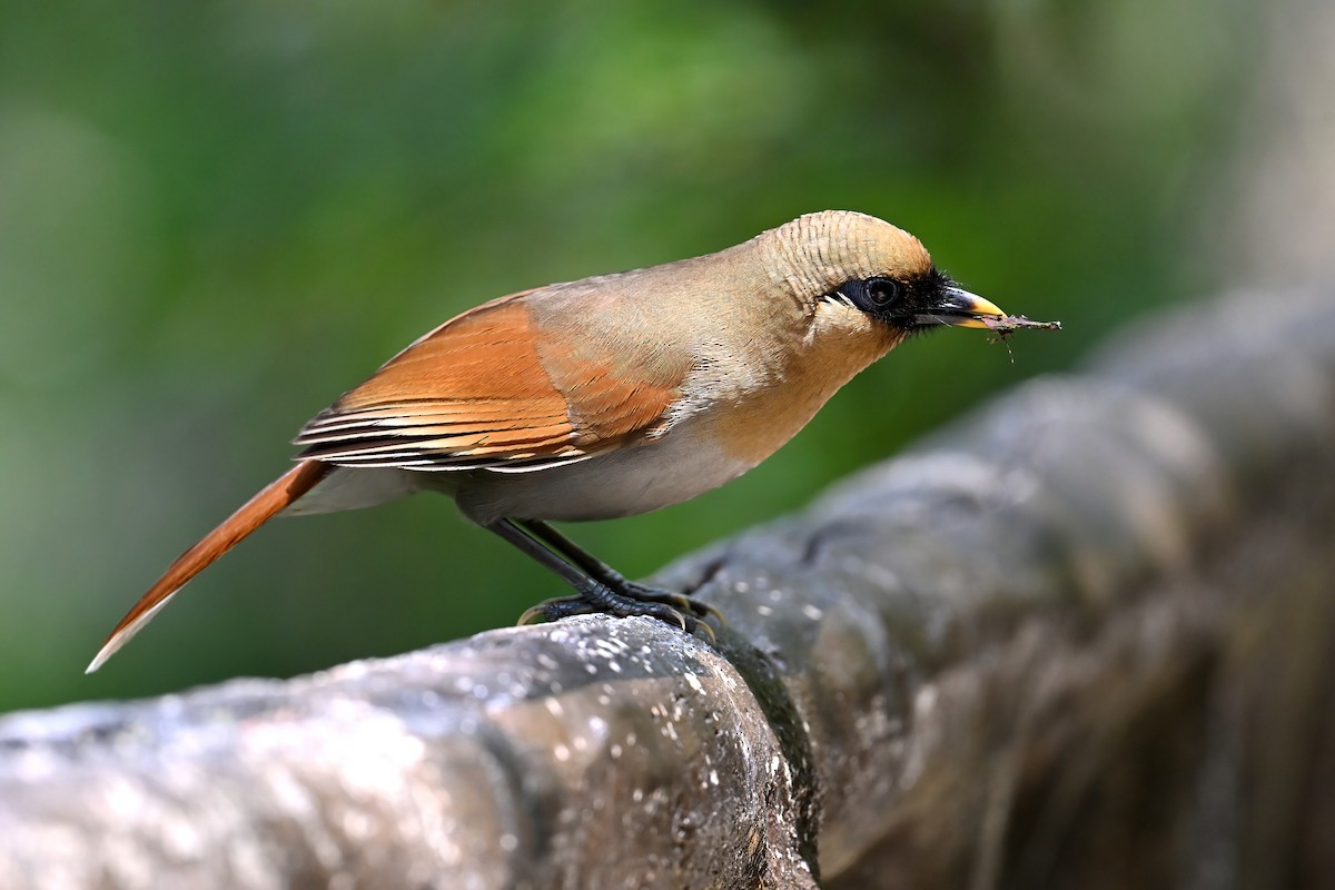 Buffy Laughingthrush - ML637309616