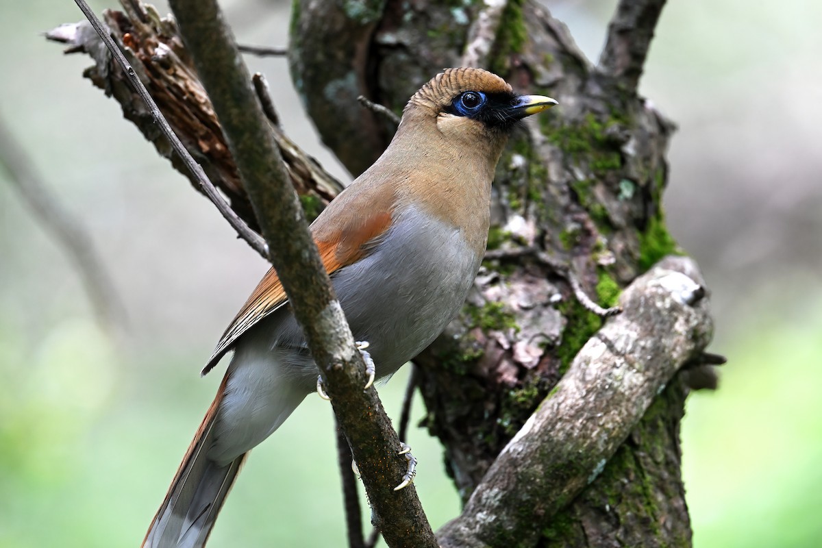 Buffy Laughingthrush - ML637309617