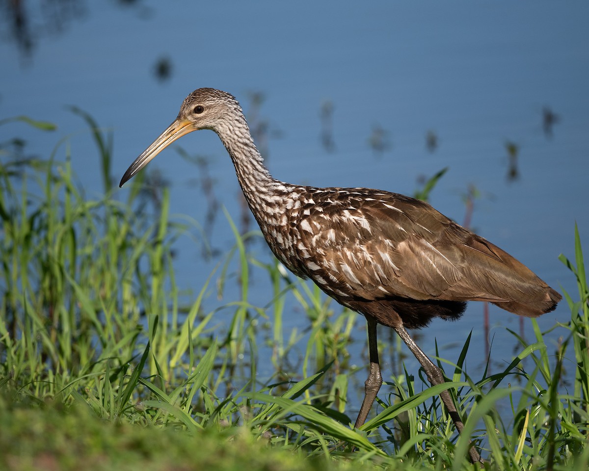 Limpkin - ML637309733