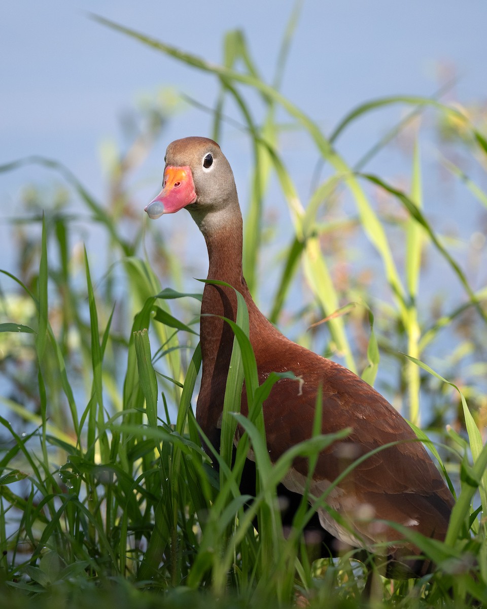 Black-bellied Whistling-Duck - ML637309750