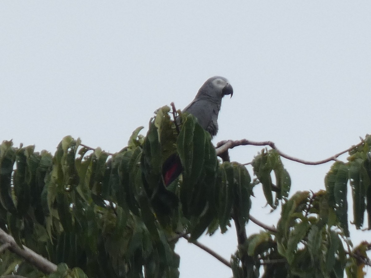 Timneh/Gray Parrot - ML637309772