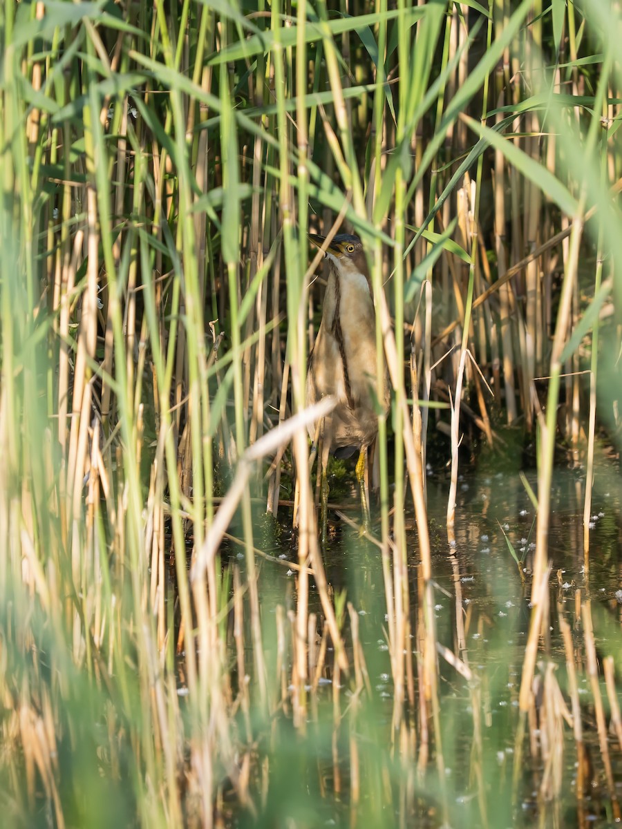 Schrenck's Bittern - ML637309783