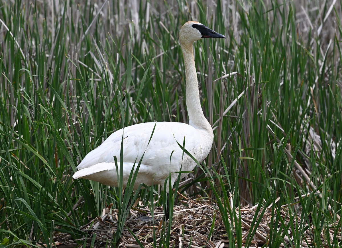 Trumpeter Swan - ML637309790
