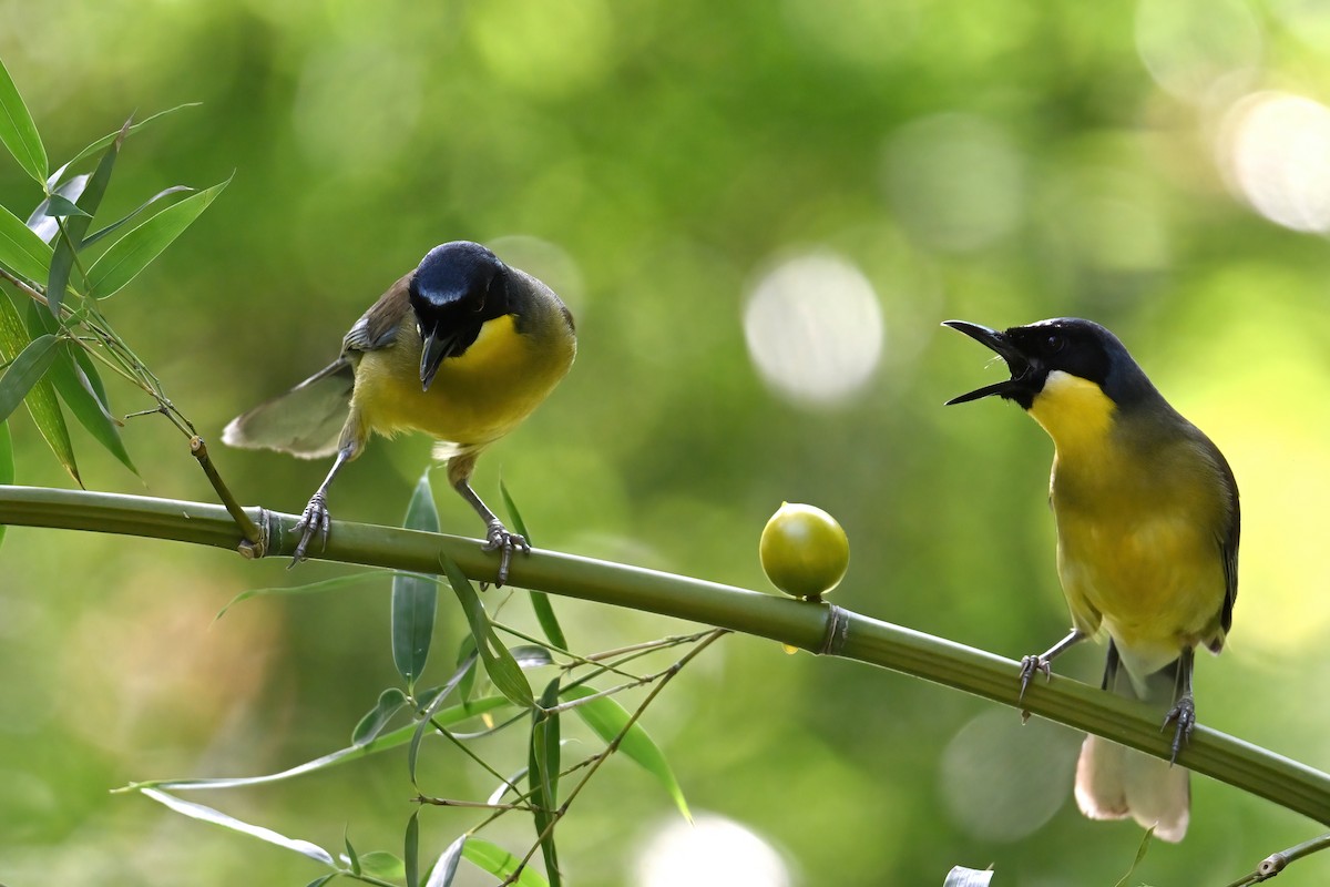 Blue-crowned Laughingthrush - ML637309818