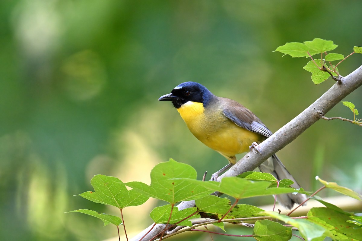 Blue-crowned Laughingthrush - ML637309819