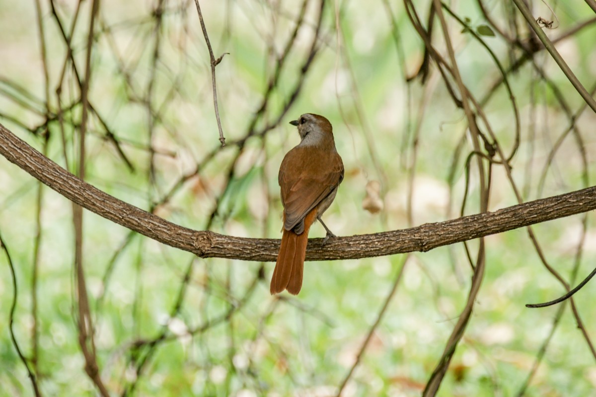 Rufous-tailed Palm-Thrush - ML637309902