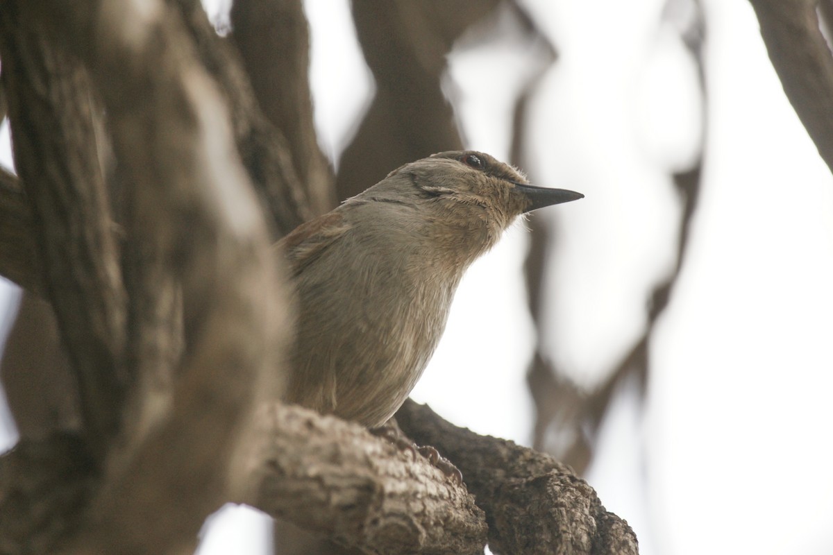 Rufous-tailed Palm-Thrush - ML637309903