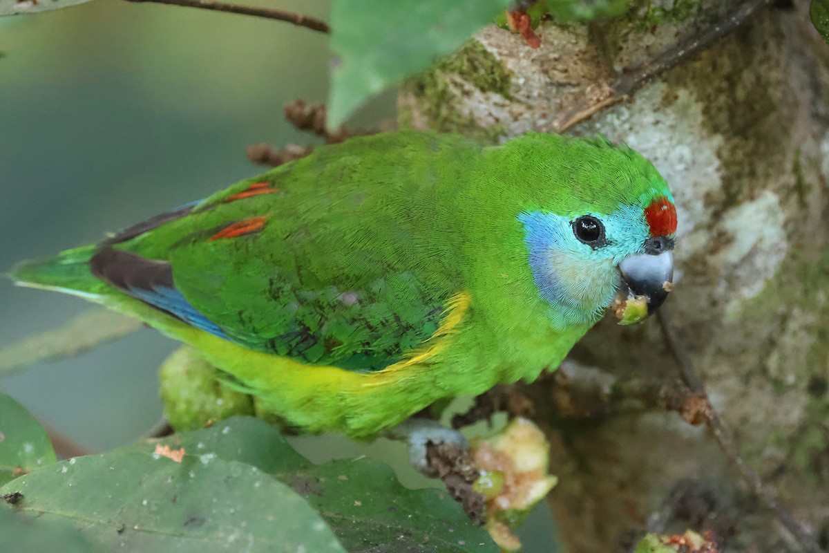 Double-eyed Fig-Parrot (Double-eyed) - ML637309926