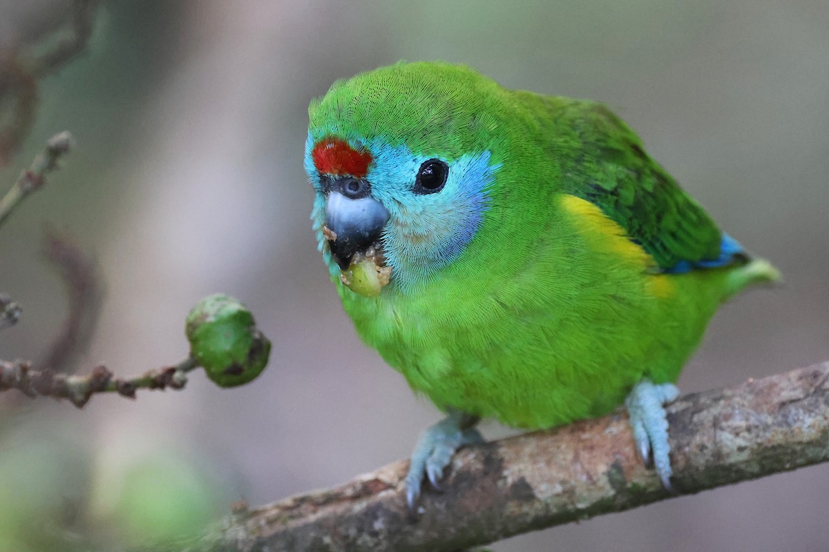 Double-eyed Fig-Parrot (Double-eyed) - ML637309973