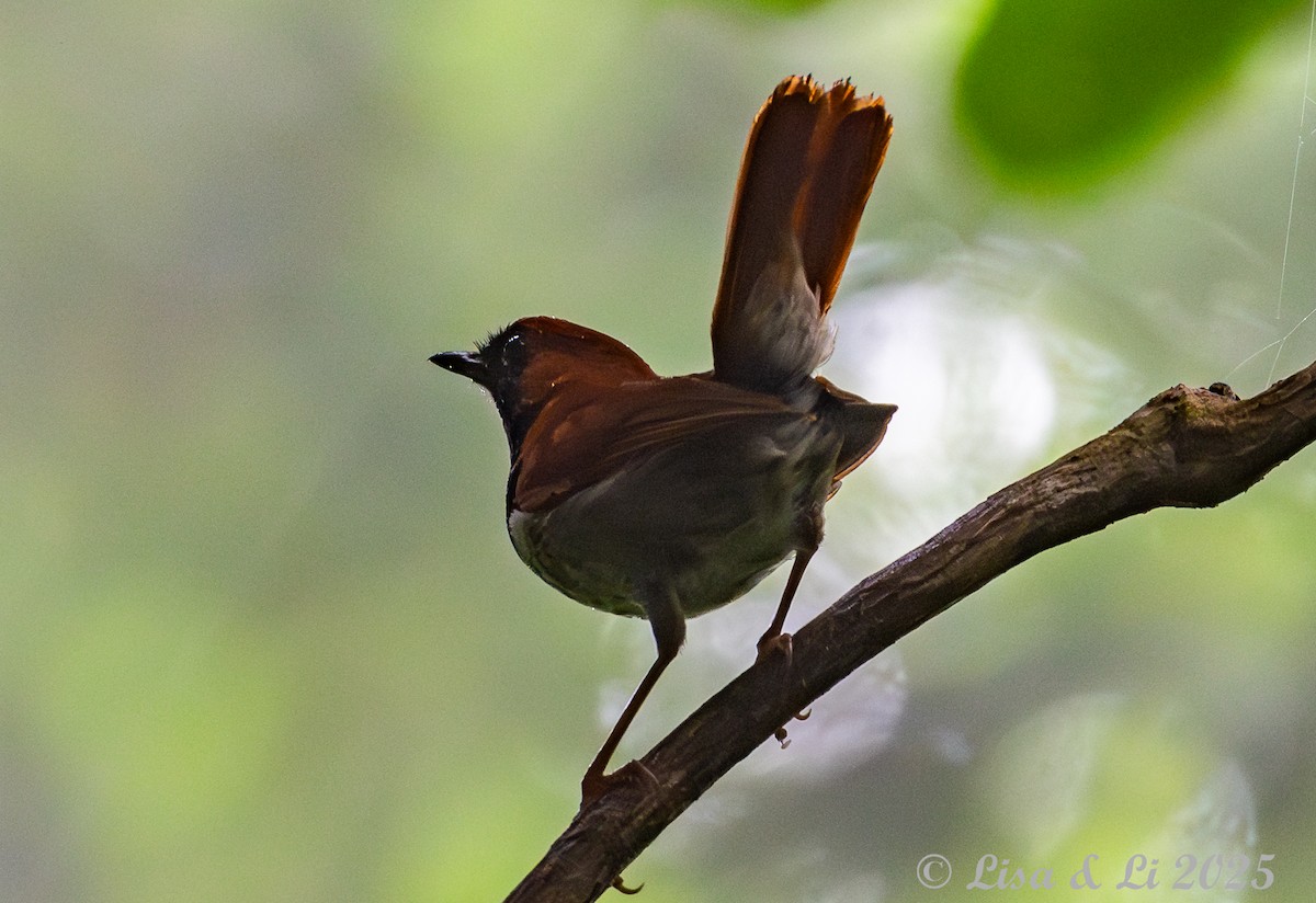 Okinawa Robin - ML637309999