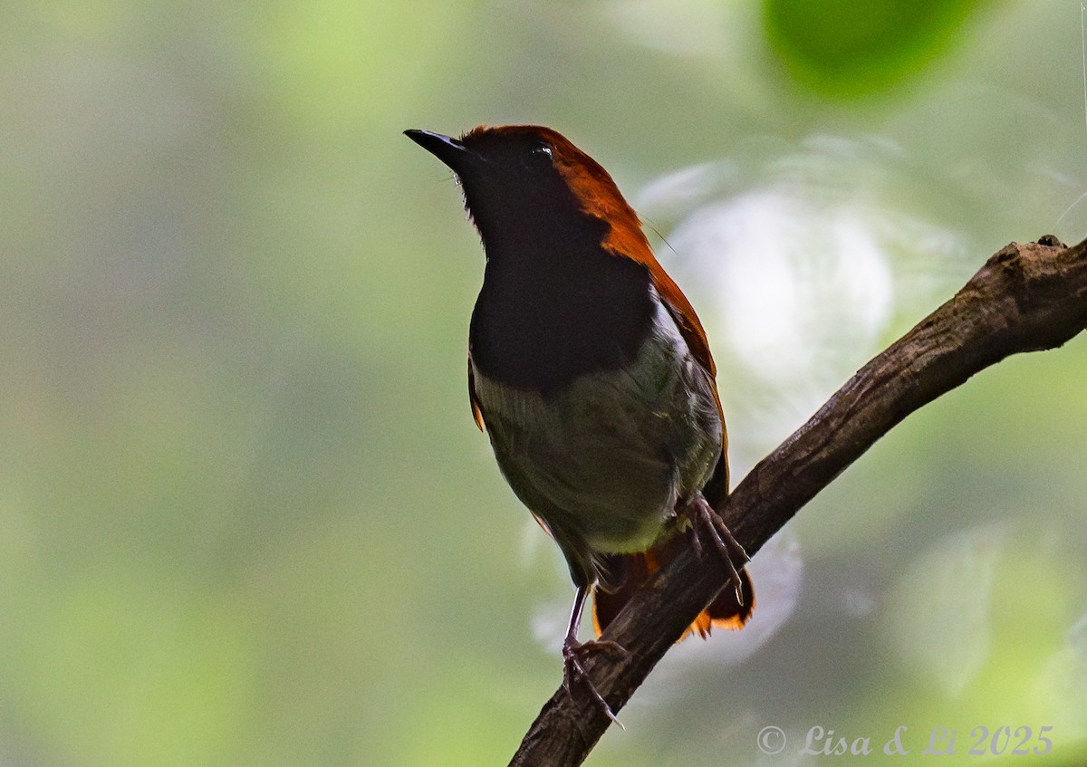 Okinawa Robin - ML637310000