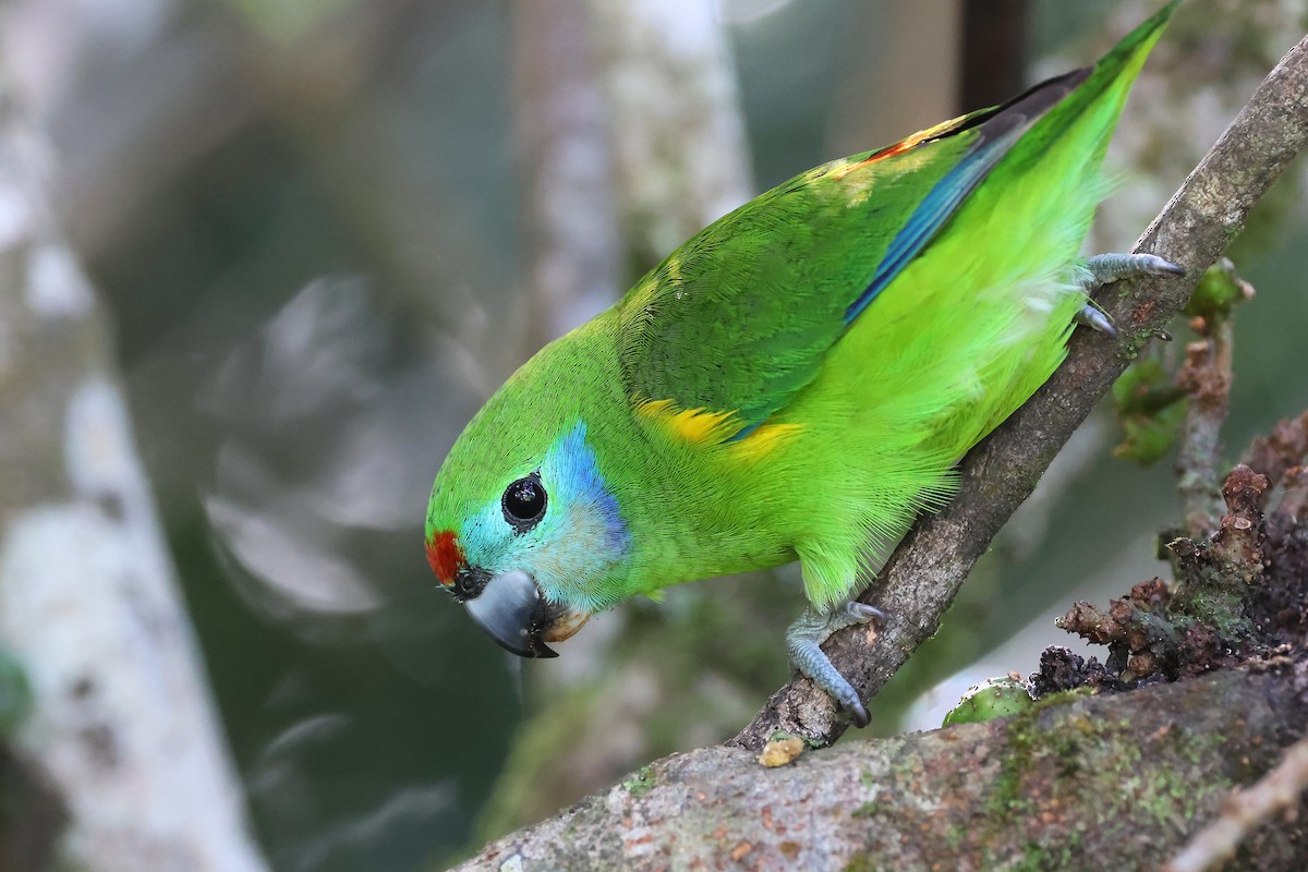Double-eyed Fig-Parrot (Double-eyed) - ML637310015